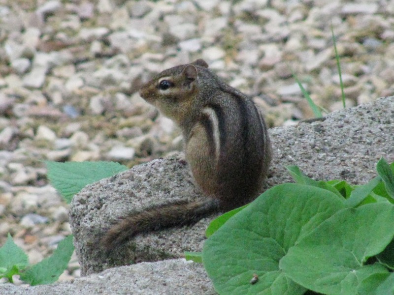 Solving Yard Problems Caused by Woodchucks, Rabbits and Chipmunks