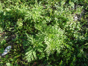 photo of eastern ragweed