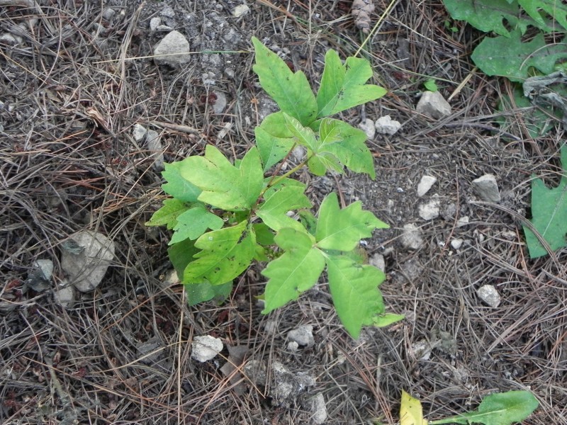 POISON IVY PRODUCES BRILLIANT FALL FOLIAGE, BUT WATCH OUT!