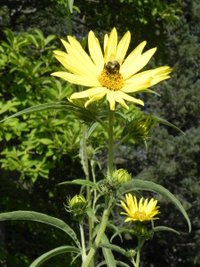 Maximilian Sunflower with Bee