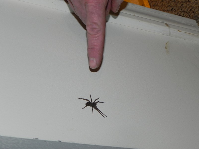 Spiders Outdoors and In The Basement