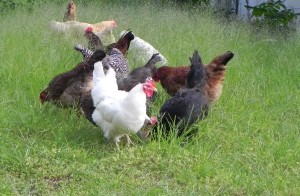 Chickens in a grassy run