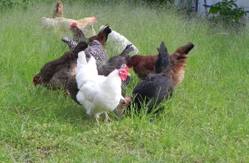 For the Love of Backyard Chickens