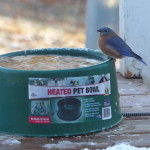 Bluebird in January