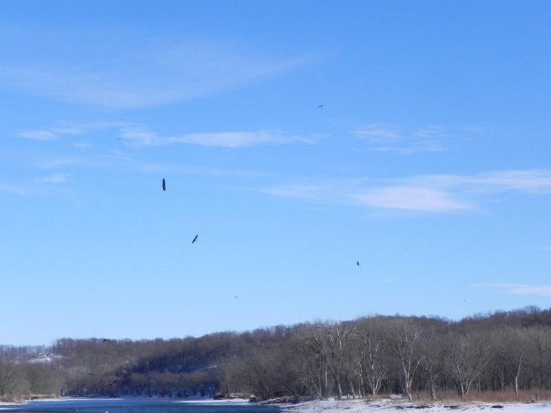 Bald Eagles Overhead