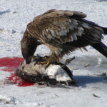 Immature Eagle feasting on a roadside carcass. 