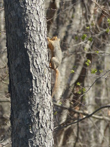 Squirrel climbing up a tree.