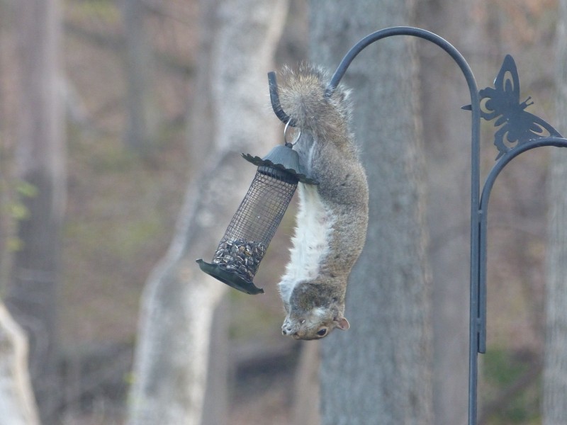 How Squirrels Can Hang Upside Down!