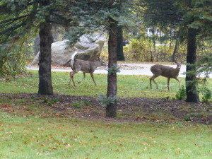 Deer in Yard