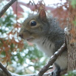 Squirrel Eyeing back
