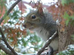 Squirrel Eyeing back
