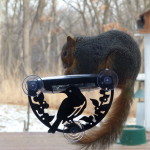 Squirrel Window Feeder
