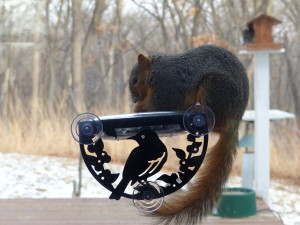 Squirrel Window Feeder