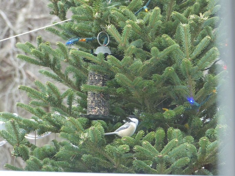 Christmas Bird Tree!