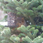 Squirrel in Christmas Tree