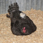 Hen With Chick