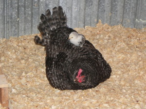 Hen With Chick