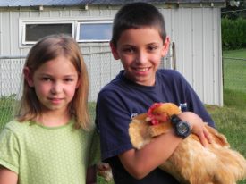 Our Lives Shared With Chickens