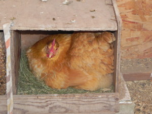 Buff Orpington on nest.