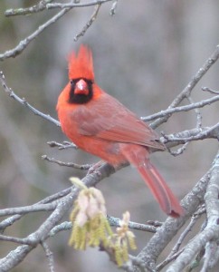 Cardinal Staredown