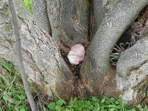 Magnolia in Labyrinth