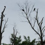 Crows in Tree