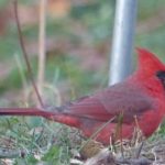 Cardinal on Ground