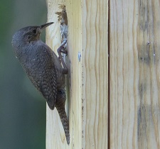 No Rest for Wrens!