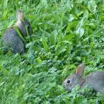 Two Bunnies Eating