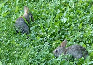 Two Bunnies Eating