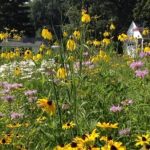 Yellow coneflowers