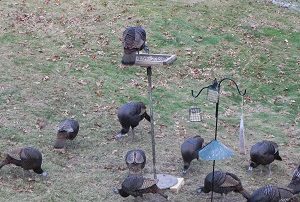 hoards of turkeys.