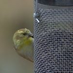 Goldfinch at feeder