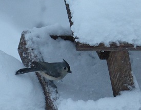 Titmice – Late Winter Songsters