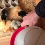 Watering the chicks