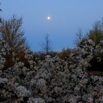 Moon over Sargentina crab apple trees.