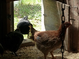Ten Week Old Chicks!