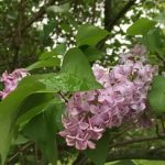 Lilac Bloom