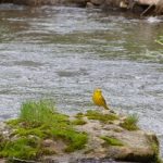 Yellow Warbler at Creek