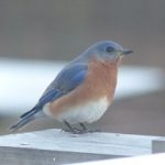 Bluebird On Box