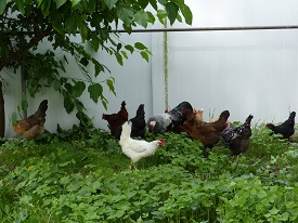 Chickens with Hoover’s Hatchery!