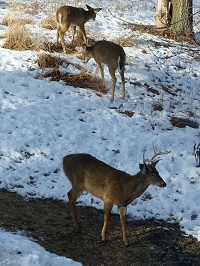 Managing Deer and Deer Hunters