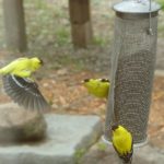 Three Goldfinches