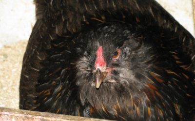 Managing Our Broody Hen