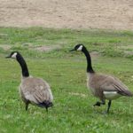 Goose couple