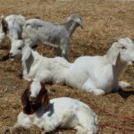 Goats Lounging