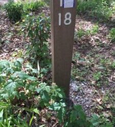 Four Abundant and (some) Deadly Poisonous Plants