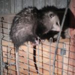 Opossum