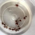 Ticks In Jar