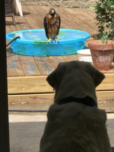 Dog and hawk
